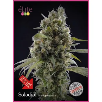 Semeno Élite Seeds - Solodiol CBD 3 ks