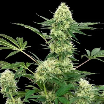 Semeno White Label - Wedding Cheesecake 3 ks