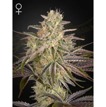 Semeno Green House Seed Cloudwalker Balení: 3ks