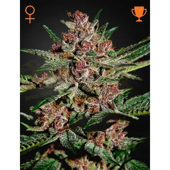 Semeno Green House Seed Bubba Kush Balení: 3ks