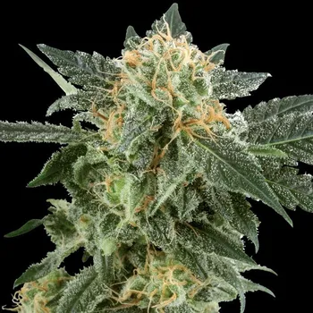 Semeno White Label - Snow Ryder Automatic 3 ks