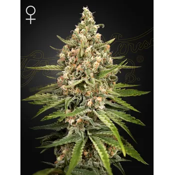 Semeno Green House Seed Bubba Slush Balení: 3ks