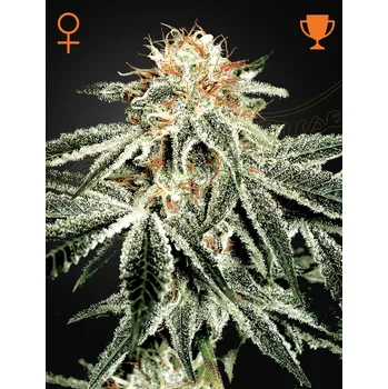Semeno Green House Seed White Widow Balení: 3ks