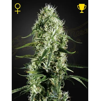 Semeno Green House Seed Super Silver Haze Balení: 10ks