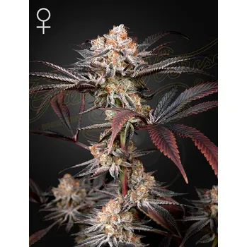 Semeno Green House Seed Wonder Pie Balení: 3ks