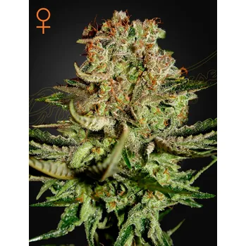 Semeno Green House Seed Super Bud Balení: 3ks