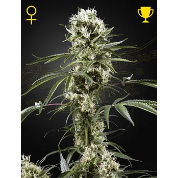 Semeno Green House Seed Super Lemon Haze Balení: 3ks