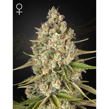 Semeno Green House Seed Lost Pearl Balení: 3ks