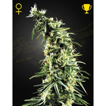 Semeno Green House Seed Hawaiian Snow Balení: 3ks