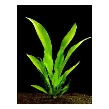 Akvarijní rostlina Anubias lanceolata - Anubis kopinatý (balení - koš)