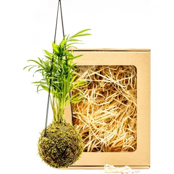 Bytová dekorace Gardners Kokedama Chamaedorea elegans (S) v dárkovém balení Chamedorea sličná, Palma horská, Oštěpuška nádherná