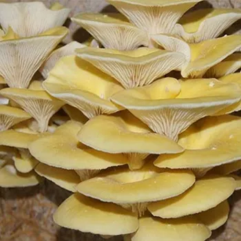 Substrát Hlíva citronová - připravený substrát 3kg