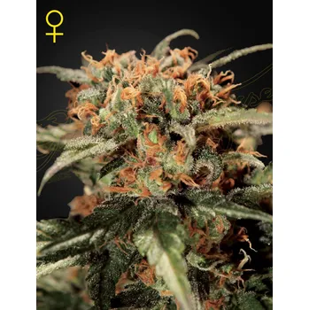 Semeno Green House Seed Lemon Skunk Balení: 3ks