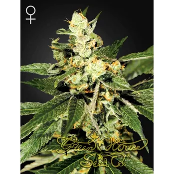 Semeno Green House Seed Train Wreck Balení: 3ks