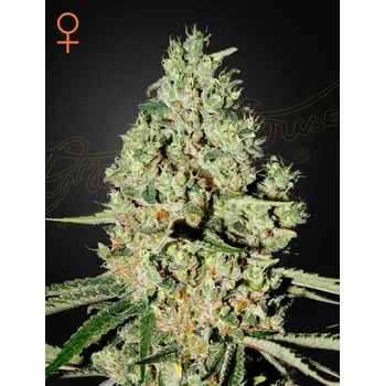 Semeno Green House Seed Super Critical Balení: 5ks