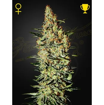 Semeno Green House Seed Neville's Haze Balení: 3ks