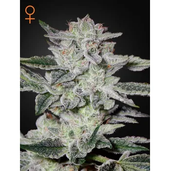 Semeno Green House Seed Sweet Valley Kush Balení: 10ks