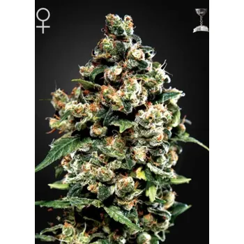 Semeno Green House Seed Jack Herer Balení: 10ks