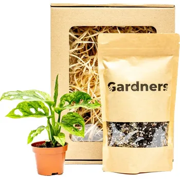 Bytová dekorace Gardners Set Monstera adansonii Mint a substrát v dárkovém balení Monstera, Adansonova monstera, Švýcarský sýr
