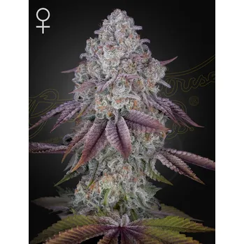 Semeno Green House Seed Persian Pie Balení: 3ks