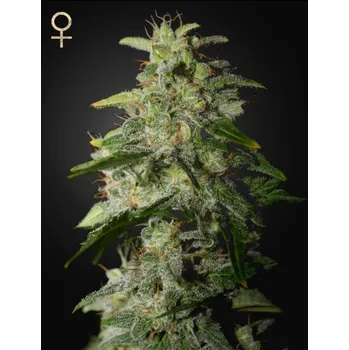 Semeno Green House Seed Money Maker Balení: 10ks