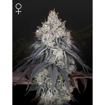 Semeno Green House Seed Lemon Orange Balení: 3ks