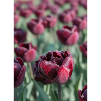 Semeno Tulipán 'Palmyra' 5 ks