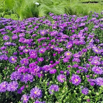 Sazenice Aster novi-belgii Magic Blue