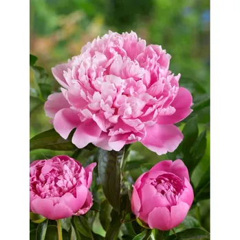 Sazenice Pivoňka 'Monsieur Jules Elie' 4L