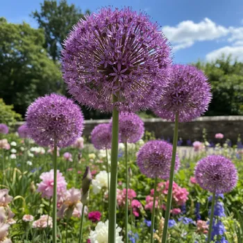 Semeno Okrasný česnek 'Giganteum' 1 ks