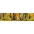 Fototapeta Dimex KI-260-045 Fototapeta do kuchyně - Podzimní les 260 x 60 cm