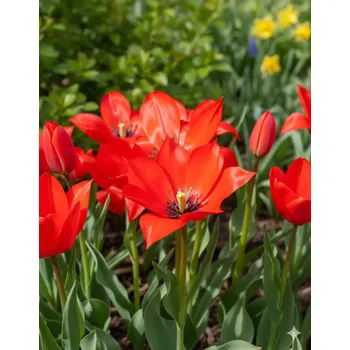 Semeno Tulipán 'Linifolia' 5 ks