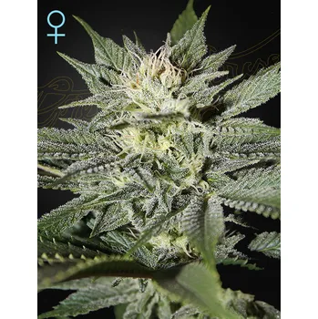 Semeno Green House Seed King's Kush CBD Balení: 10ks