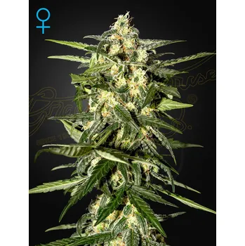Semeno Green House Seed Jack Herer Auto Balení: 3ks