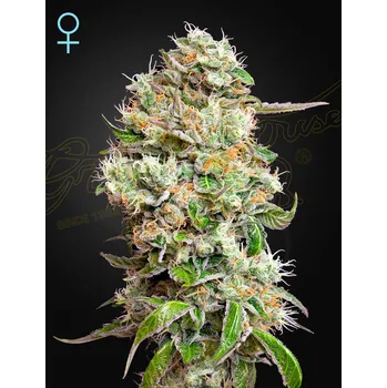 Semeno Green House Seed King's Kush Auto CBD Balení: 3ks