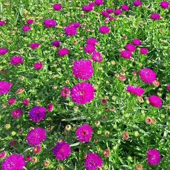 Sazenice Aster novi-belgii Henry Pink PODZIMNÍ SLEVA 30% - odečte se na faktuře při odeslání
