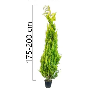 Sazenice Cypřišek Lawsonův 'IVONNE' 175-200 cm bal