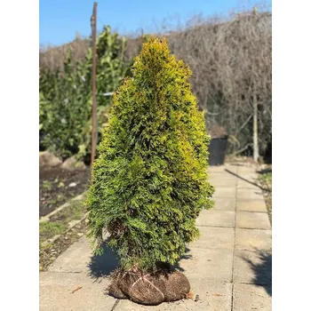 Sazenice Túje západní 'GOLDEN SMARAGD' 80-100 cm, bal