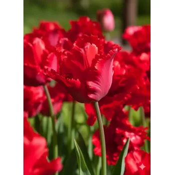 Semeno Tulipán 'Red madonna' 5 ks