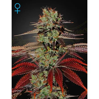 Semeno Green House Seed King's Kush Auto Balení: 3ks