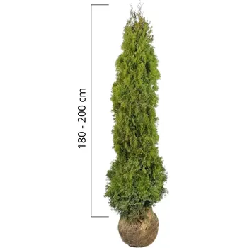 Sazenice Túje západní 'SMARAGD' 180-200cm, bal