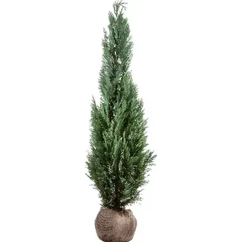 Sazenice Cypřišek Lawsonův 'COLUMNARIS' 125-150cm