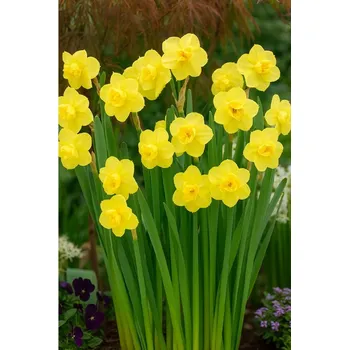 Semeno Narcis 'Yellow cheerfulness' 5 ks