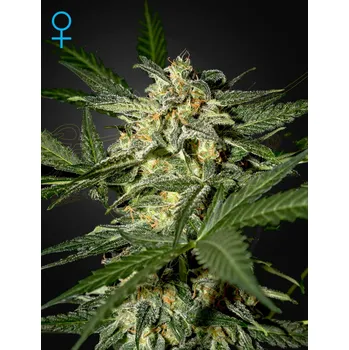 Semeno Green House Seed White Widow Auto Balení: 5ks