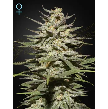 Semeno Green House Seed Super Lemon Haze CBD Balení: 3ks