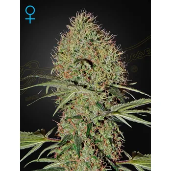 Semeno Green House Seed Super Bud Auto Balení: 3ks