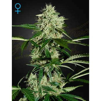 Semeno Green House Seed Northern Lights Auto Balení: 5ks