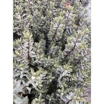 Sazenice Hebe buchananii (Hebe buchananii)