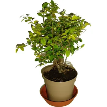 Sazenice Pokojová bonsai - Sagerethia thea 301