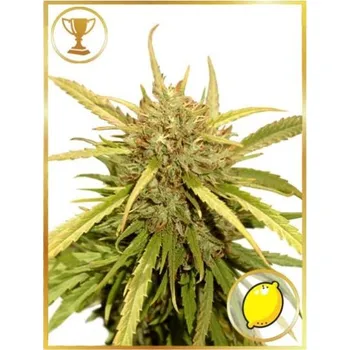 Semeno Mr. Hide Seeds - Mr. Sugar Lemon Haze 1 ks